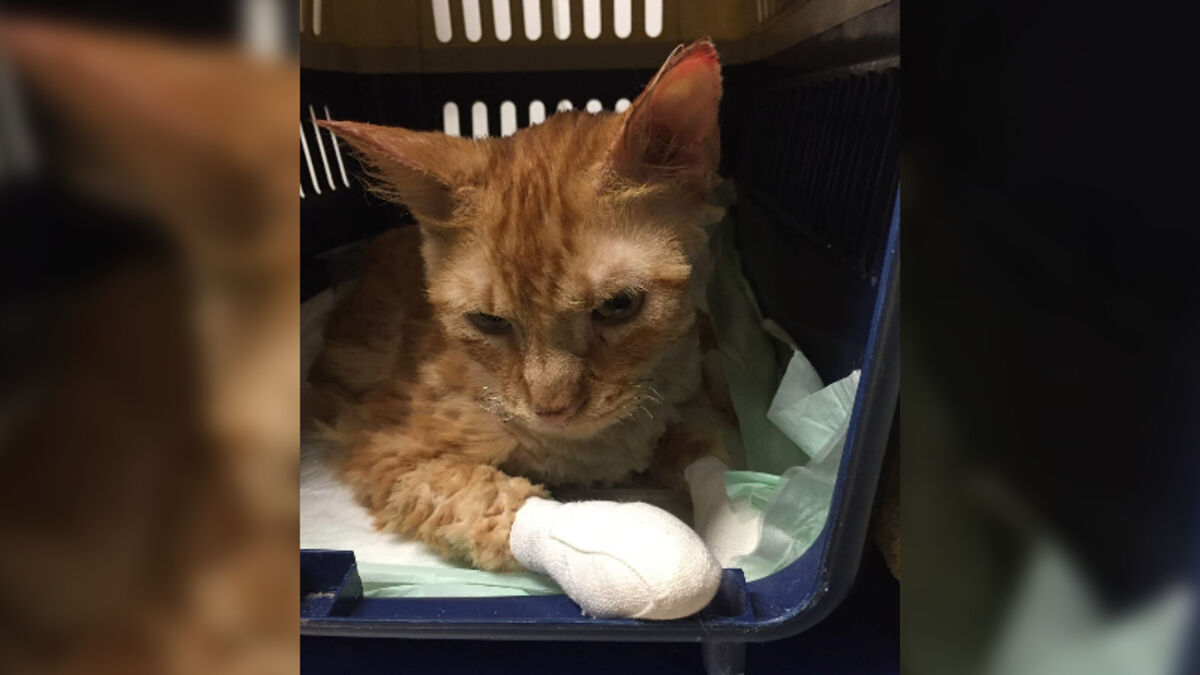 Incendies aux portes de Marseille : au secours des chats blessés ou brûlés