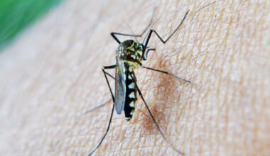 LIDL relance son gadget anti-moustiques qui chasse les insectes de manière écolo