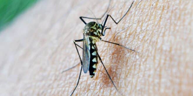 LIDL relance son gadget anti-moustiques qui chasse les insectes de manière écolo