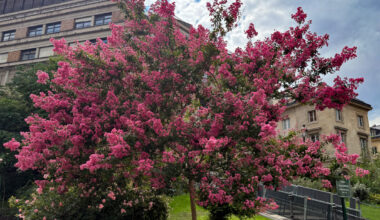 Lilas des Indes, Lagerstroemia, arbre, fleurs, Square Yves Coppens, Paris 5e (75)