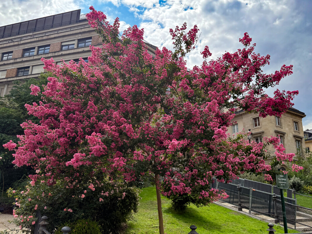 Lilas des Indes, Lagerstroemia, arbre, fleurs, Square Yves Coppens, Paris 5e (75)