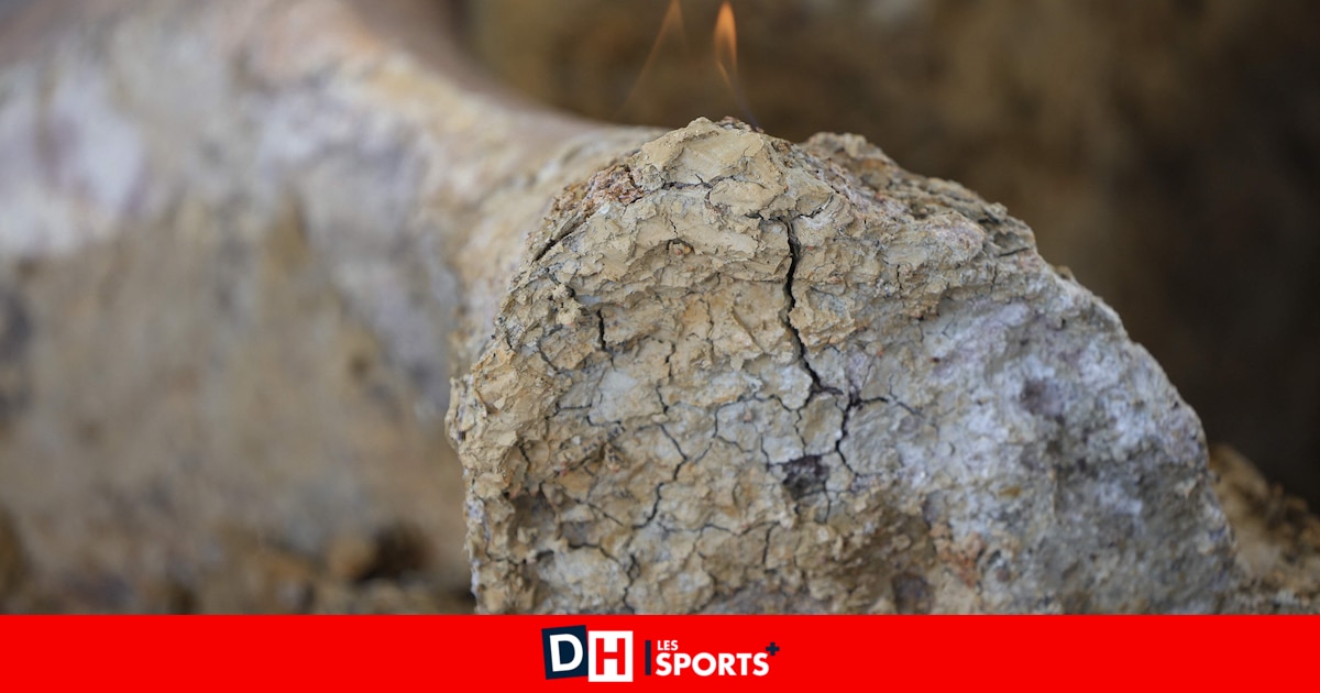 "Une découverte scientifique énorme" : un os d'un mètre d'une nouvelle espèce de dinosaure repéré en France