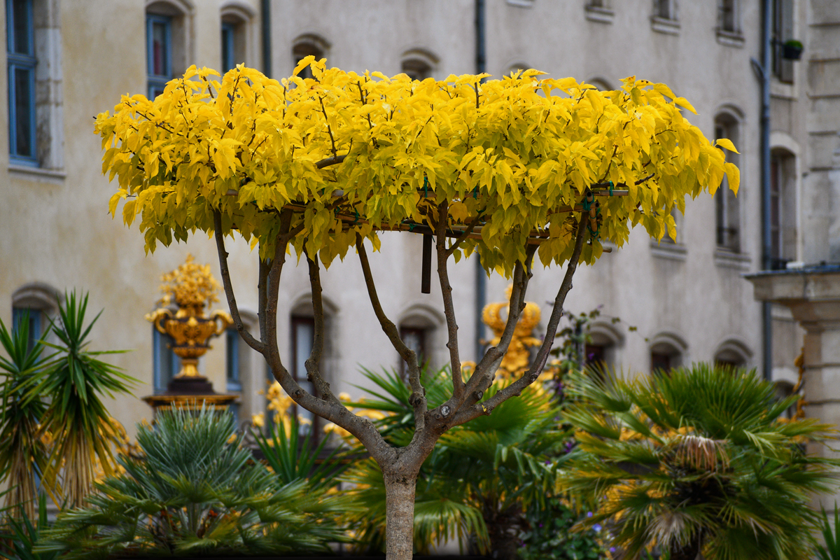 Jardin éphémère sur la place Stanislas © French Moments