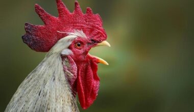 Le coq qui chante en centre-ville divise les habitants : « Il me réveille à 4 h 30 tous les