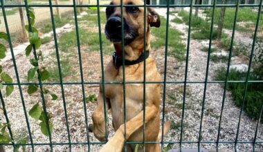 « L’été, les abandons de chiens augmentent » : dans cette SPA près de Nantes, une place vaut