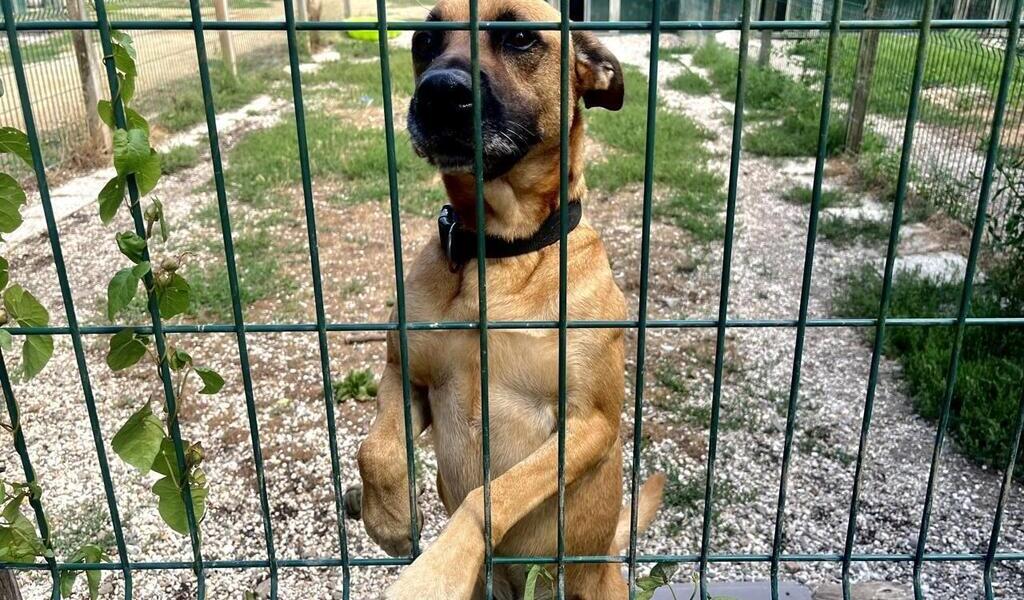 « L’été, les abandons de chiens augmentent » : dans cette SPA près de Nantes, une place vaut