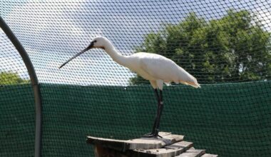 « Ils auraient dû mourir » : ce centre soigne les oiseaux atteints de botulisme, au sud de