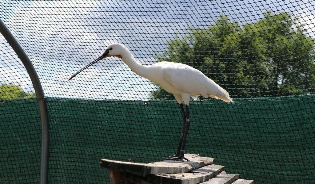 « Ils auraient dû mourir » : ce centre soigne les oiseaux atteints de botulisme, au sud de
