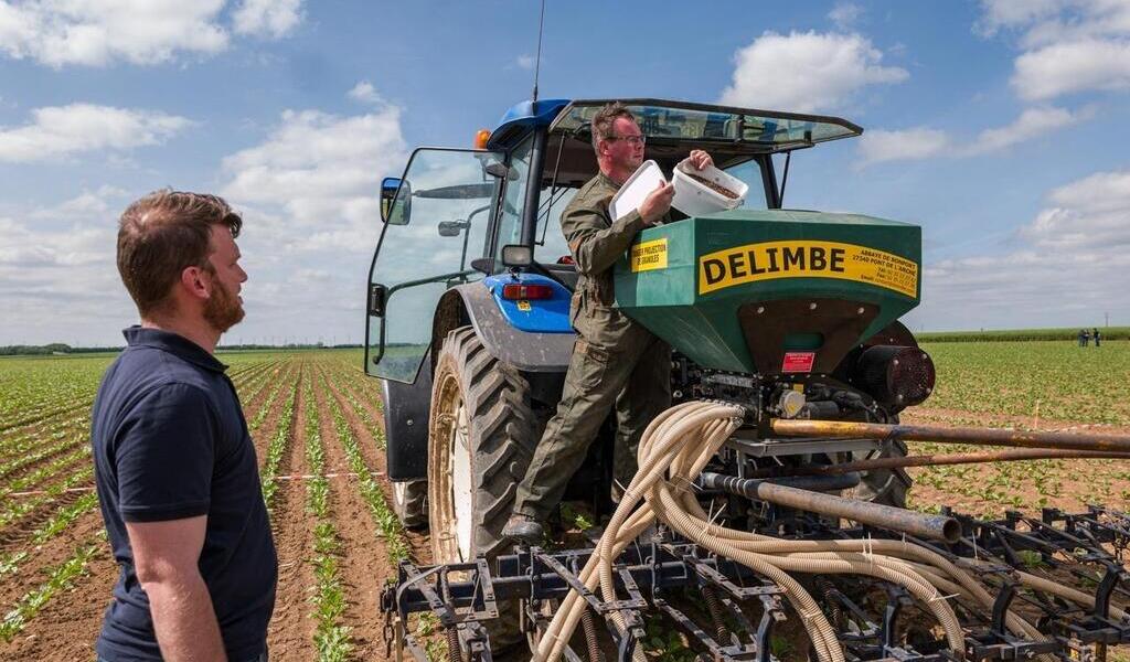Agriculture. Odeurs, insectes prédateurs... des alternatives aux néonicotinoïdes existent