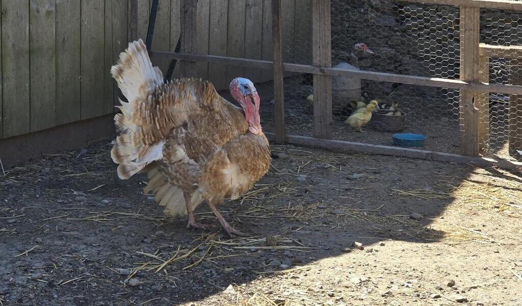« Enfile tes bottes » pour rencontrer les animaux en Vendée