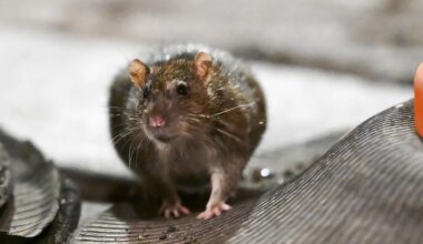 Grâce à des pièges écologiques, près de 1 500 rats ont été capturés en six semaines à