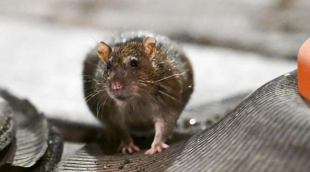 Grâce à des pièges écologiques, près de 1 500 rats ont été capturés en six semaines à