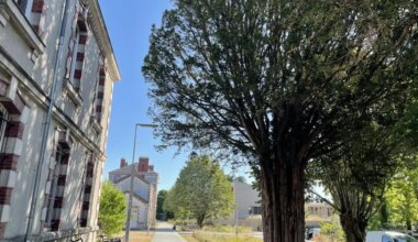 Austère et résistant, cet if lie la caserne Mellinet et les récents habitants du quartier à