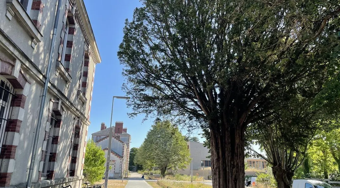 Austère et résistant, cet if lie la caserne Mellinet et les récents habitants du quartier à