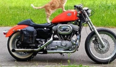Disparu il y a 8 ans, sa famille le retrouve : la double vie du chat Éclair près de Nantes