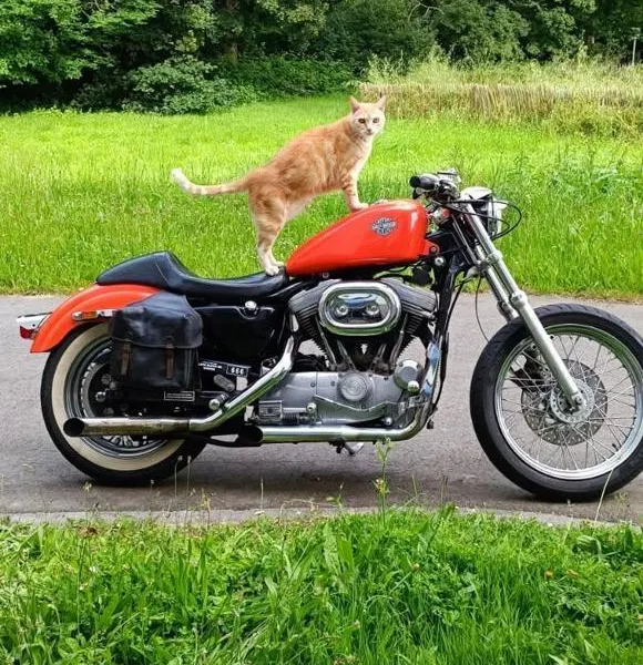Disparu il y a 8 ans, sa famille le retrouve : la double vie du chat Éclair près de Nantes