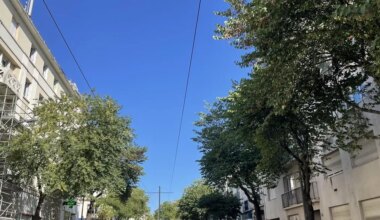 L’arbre de Judée « sort des codes » et égaie le grand boulevard à Nantes