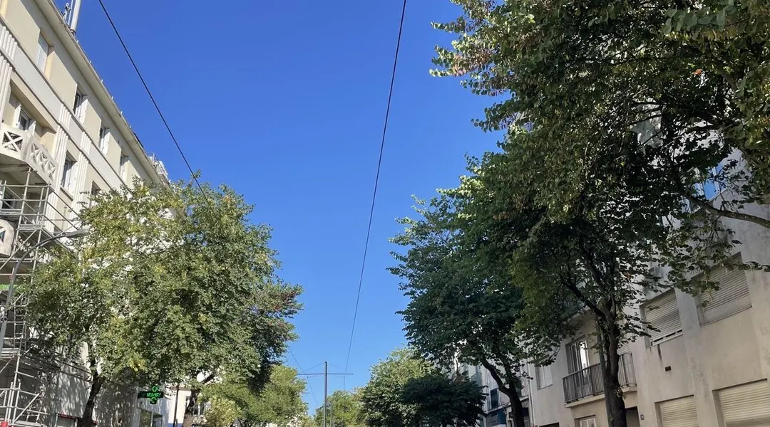 L’arbre de Judée « sort des codes » et égaie le grand boulevard à Nantes