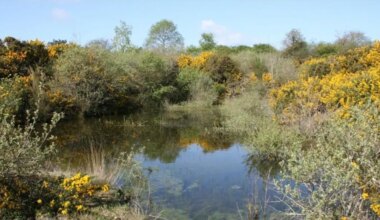 403 000 € pour restaurer 500 hectares de landes