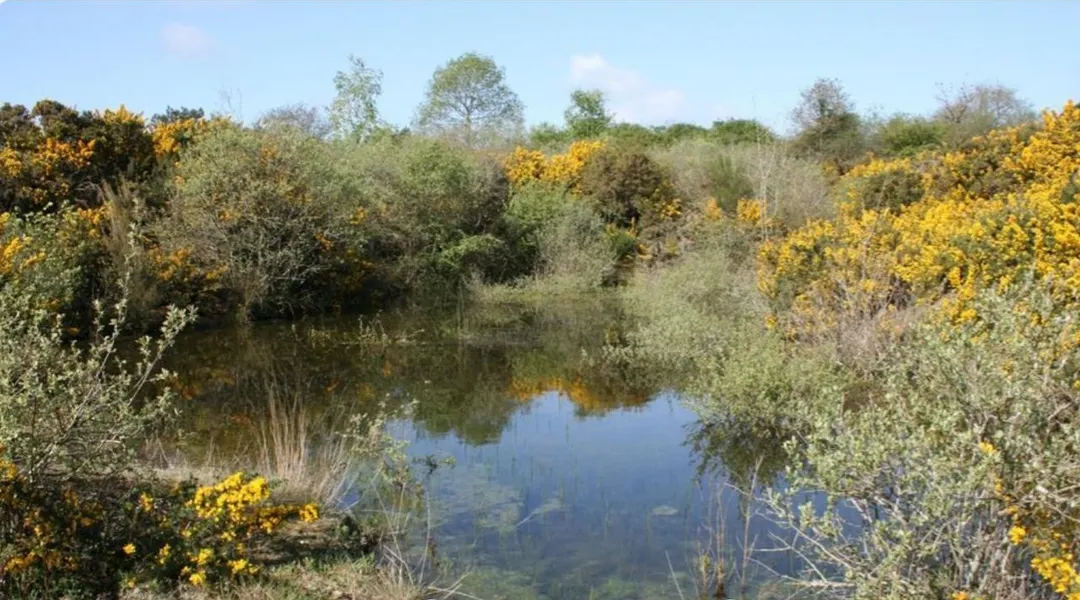403 000 € pour restaurer 500 hectares de landes