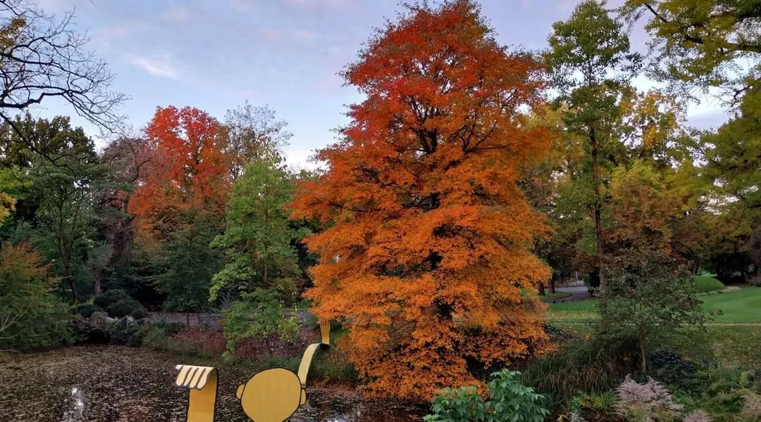 Le tupelo, à l’automne, fait le beau à Nantes