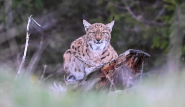 Pépita, lumière du Jura : un regard de lynx, une leçon de paix - info-chalon.com
