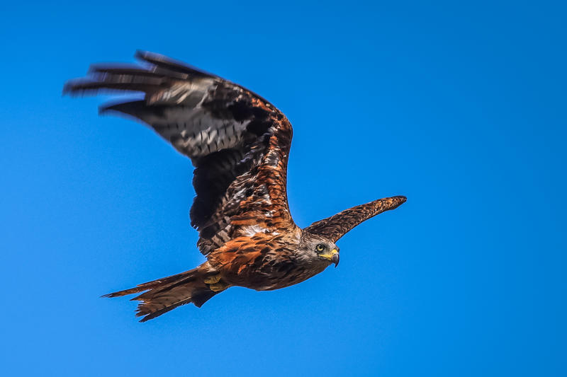 Pourquoi la réapparition des rapaces en Île-de-France est une bonne nouvelle pour la nature et le climat ?