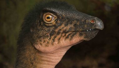dinosaure Thescelosaurus