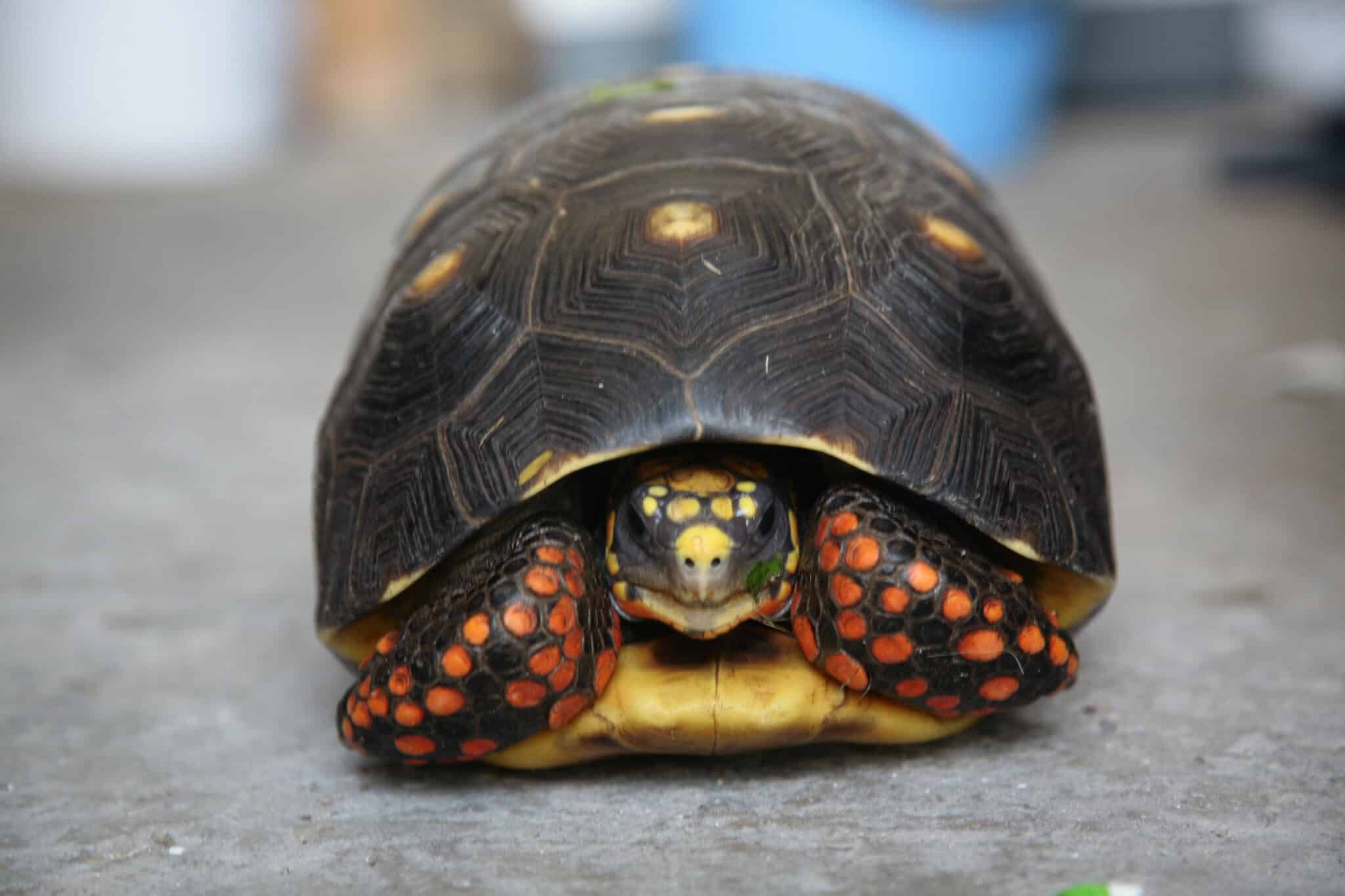 tortues