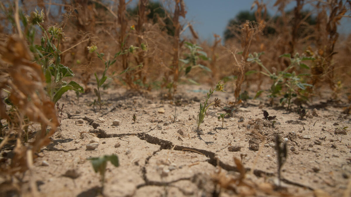 Sécheresse : des records pour un début juillet en Europe et sur le pourtour méditerranéen