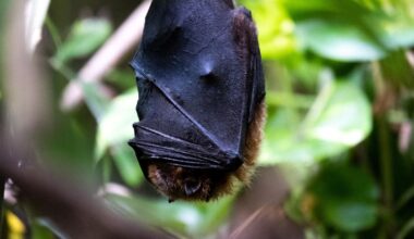 Au zoo de Montpellier, 200 chauves-souris ont été euthanasiées… faute de place – Libération