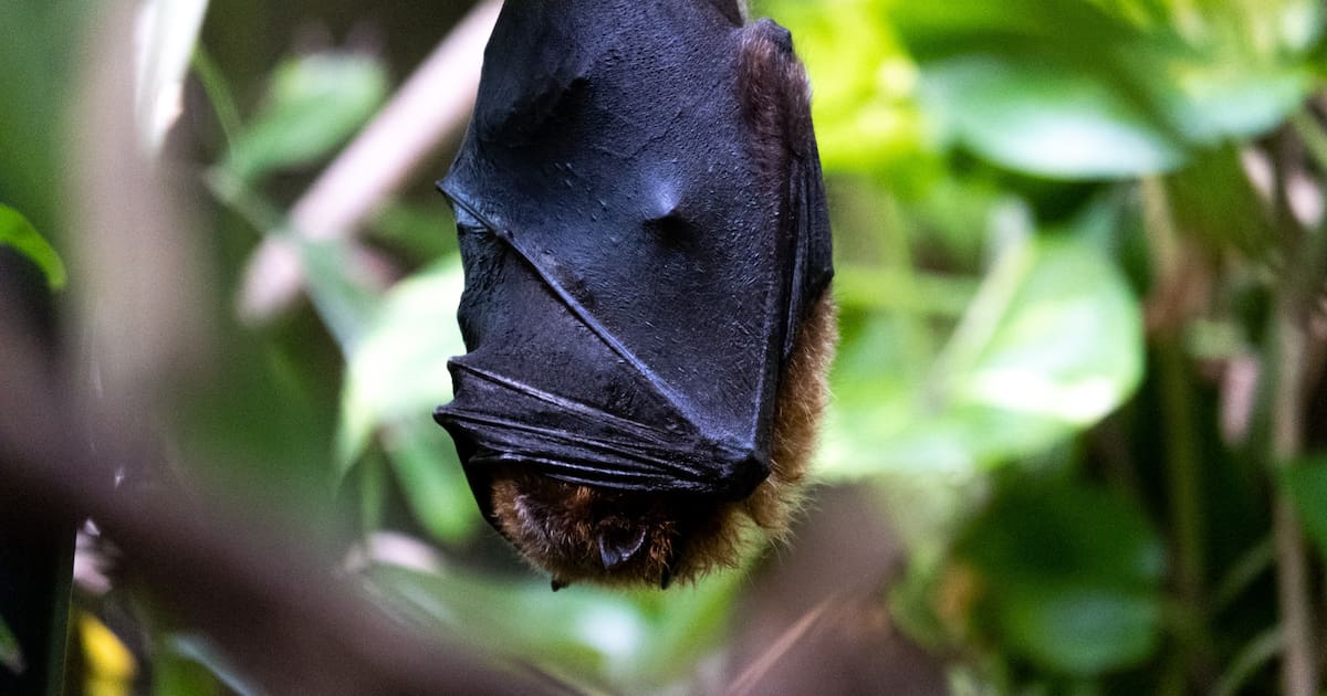 Au zoo de Montpellier, 200 chauves-souris ont été euthanasiées… faute de place – Libération