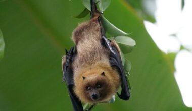 Une plainte déposée après l’euthanasie de 200 chauves-souris du zoo