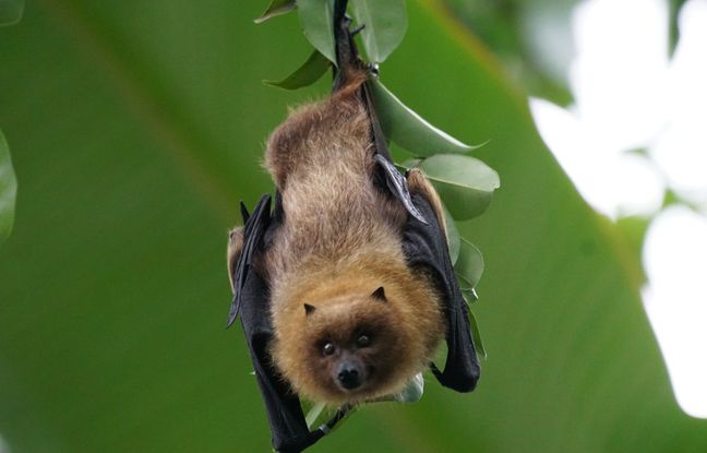 Une plainte déposée après l’euthanasie de 200 chauves-souris du zoo