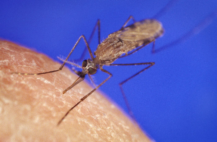 AnophelesGambiae moustique