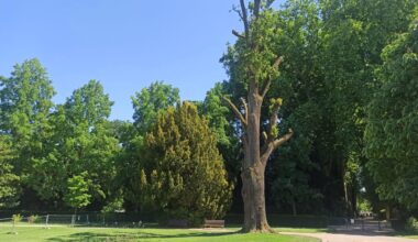 l'abattage d'un arbre suspendu à cause d'un nid de cigognes
