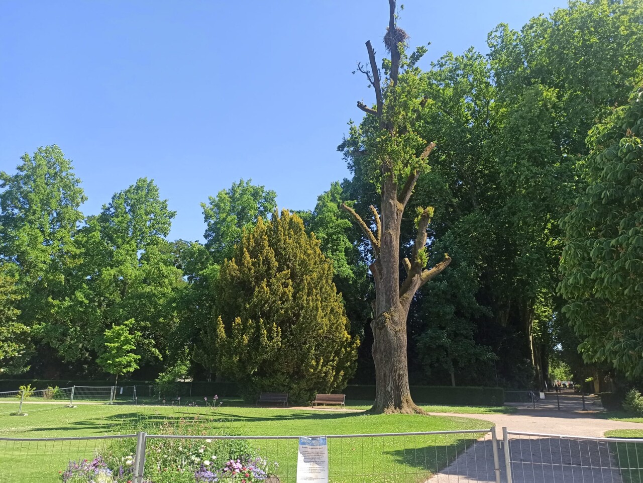 l'abattage d'un arbre suspendu à cause d'un nid de cigognes