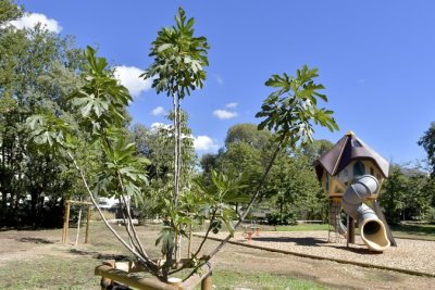 À Marseille, le Plan Arbres pour une ville plus verte