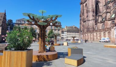 "Trois arbres qui se battent en duel"