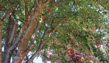 Et si vous écriviez une lettre à un arbre ? C'est ce que propose cette commune de Loire-Atlantique