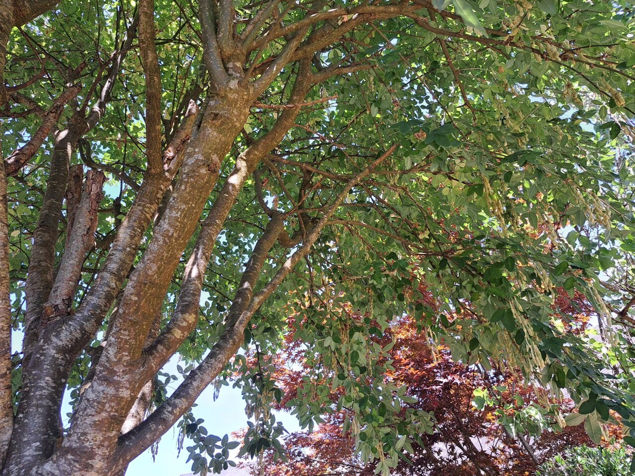 Et si vous écriviez une lettre à un arbre ? C'est ce que propose cette commune de Loire-Atlantique