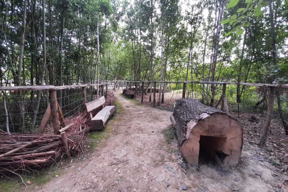 Un tronc d'arbre creusé fait office de tunnel ludique pour les chiens.