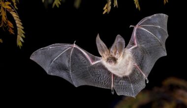 Un élu porte plainte après l'euthanasie de 200 chauves-souris au zoo de Montpellier