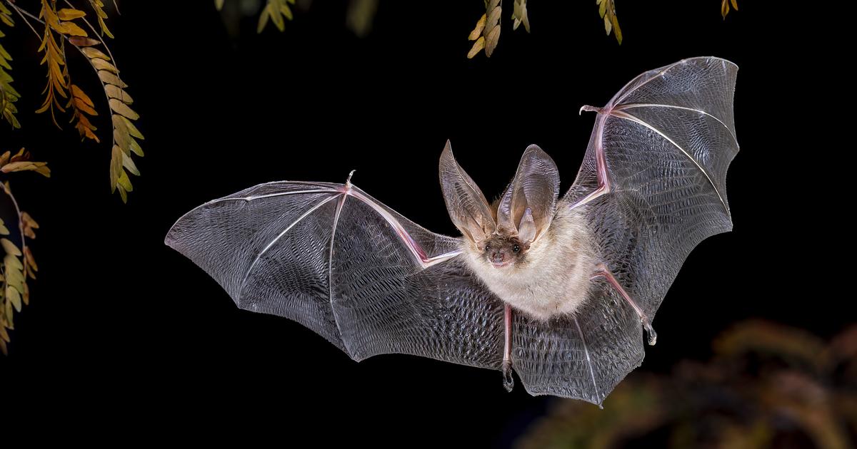 Un élu porte plainte après l'euthanasie de 200 chauves-souris au zoo de Montpellier