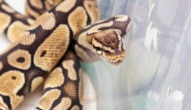 un serpent de 8 kg et 1,80 m porté disparu en Île-de-France