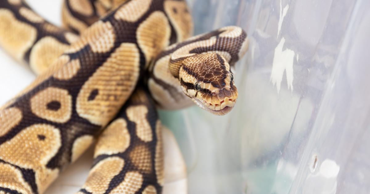 un serpent de 8 kg et 1,80 m porté disparu en Île-de-France
