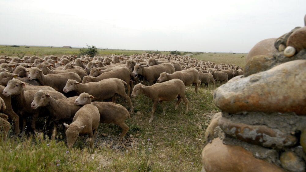 Un charnier de 20 moutons découvert à Montpellier, une association pointe la responsabilité de la métropole