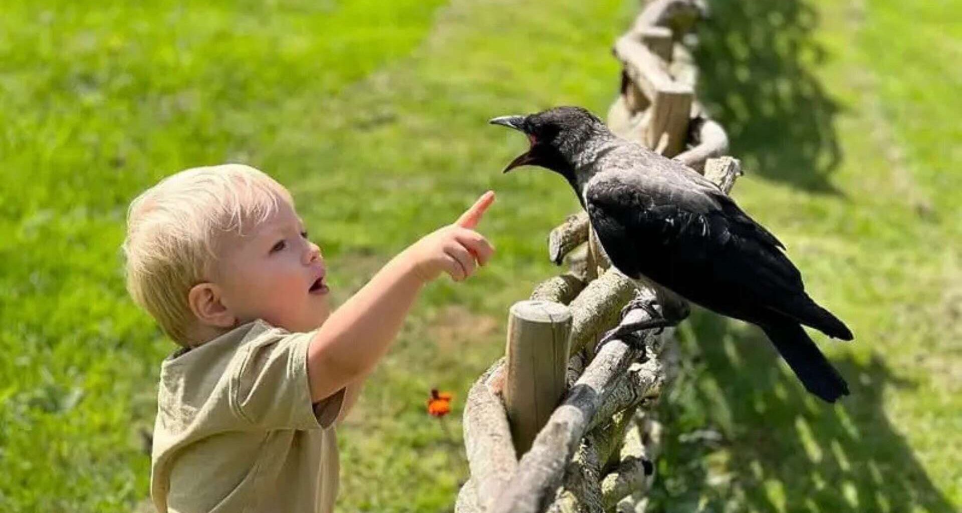 L’histoire bouleversante d’un corbeau et d’un enfant devenus inséparables