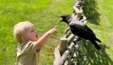 L’histoire bouleversante d’un corbeau et d’un enfant devenus inséparables