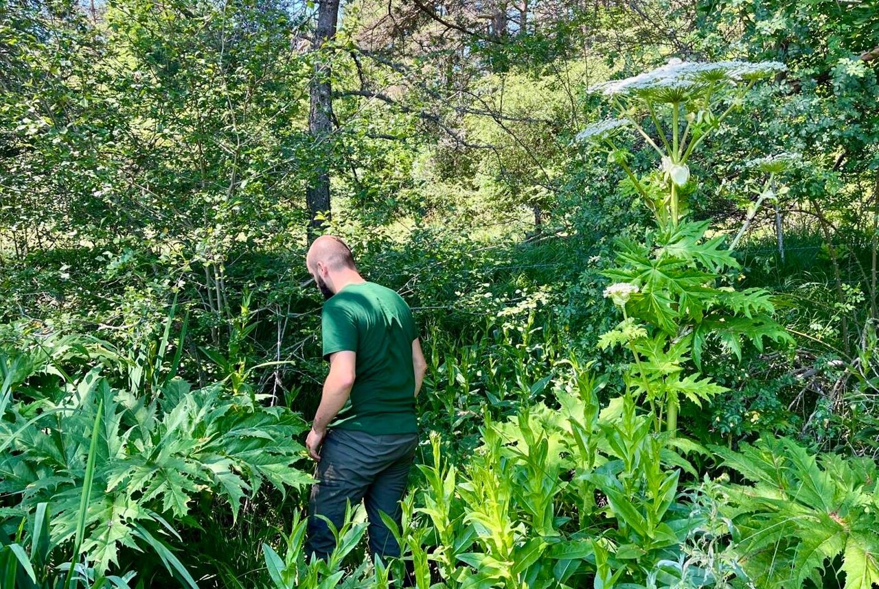 Cette plante exotique, invasive et dangereuse pour l'homme est traquée près de Nice